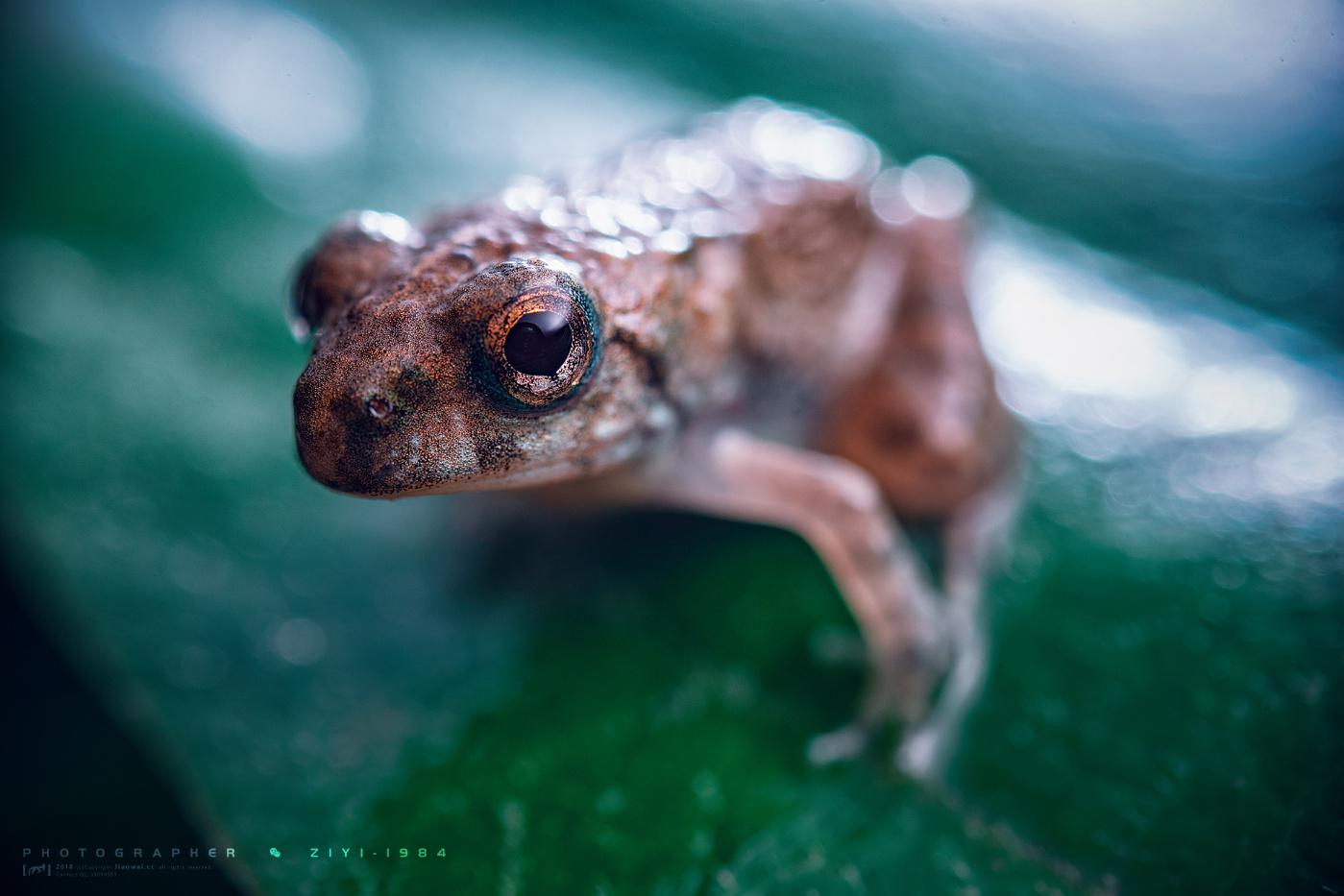 清新脱俗,萌化众生,你绝对没见过的青蛙高清写真