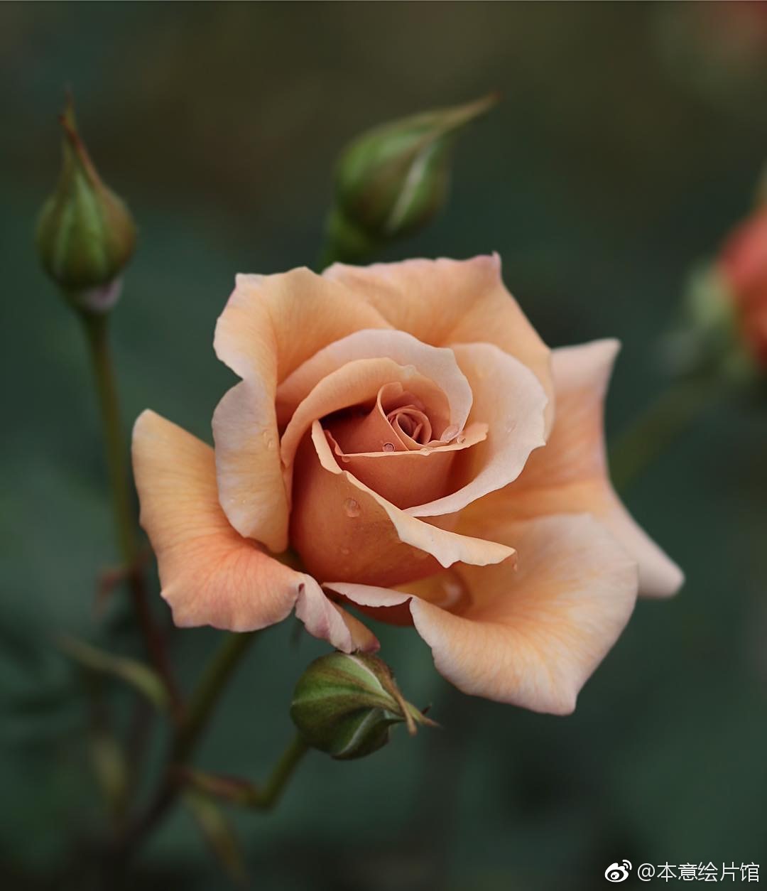 绘画素材第210辑——花的姿态94. |  ins: yui9942