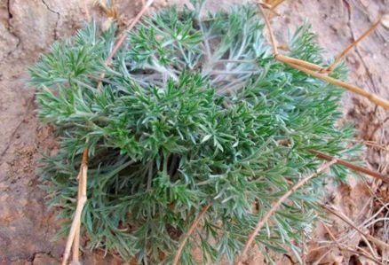 农村地头遍地都是的野菜祛火排湿气农村人喜欢蒸菜饼吃