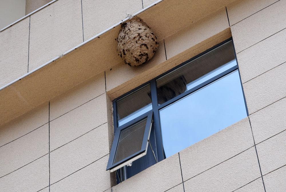 景区宾馆楼上结了一个长50厘米的巨大马蜂窝, 游客全然不知