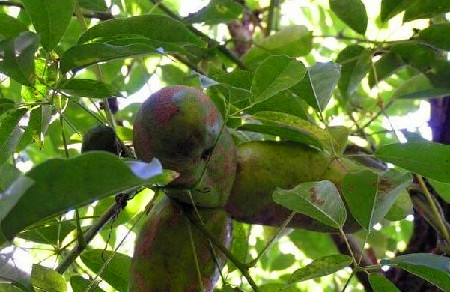 这种果子,名字特别有趣,更是8090后小时候满山摘回忆!