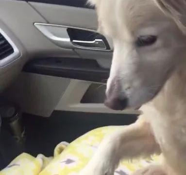 副驾驶座椅可以往前放