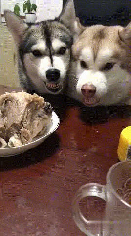 我们就先来说一下,怎样样可依防止狗狗呈现护食行为