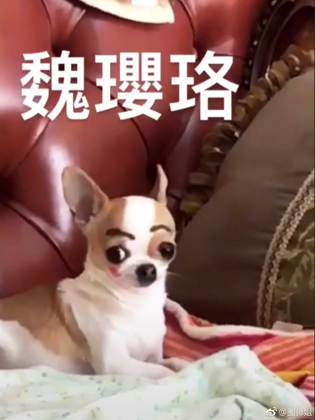 哈哈哈哈真的是无力反驳了吴谨言吉娃娃孙红雷牛头梗黄渤