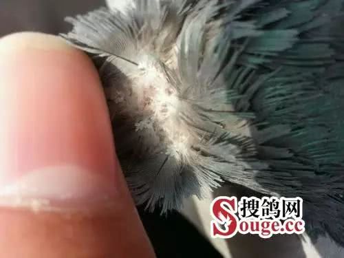 多数的体外寄生虫是以鸽子的羽毛或者是皮肤碎屑为食的,而一些体外