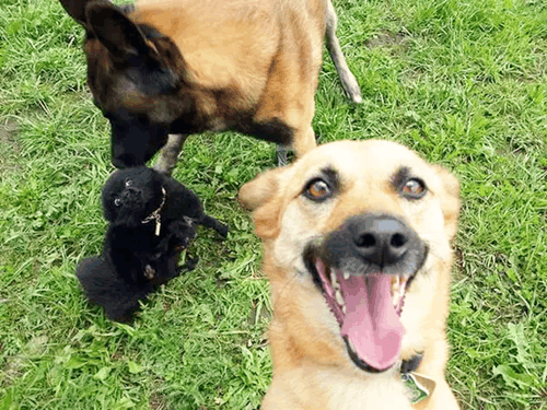 丑萌丑萌的狗还能发自拍么在线等挺急的