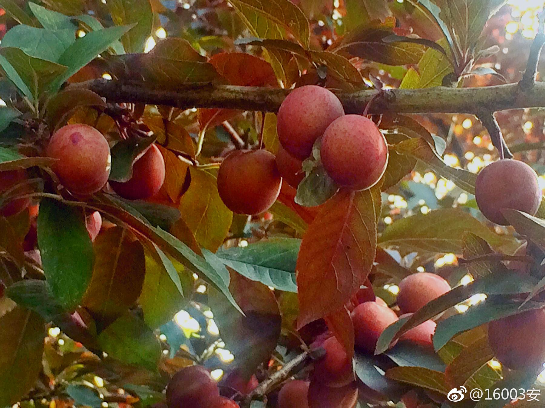 树在道边而多子此必苦李古人诚不我欺