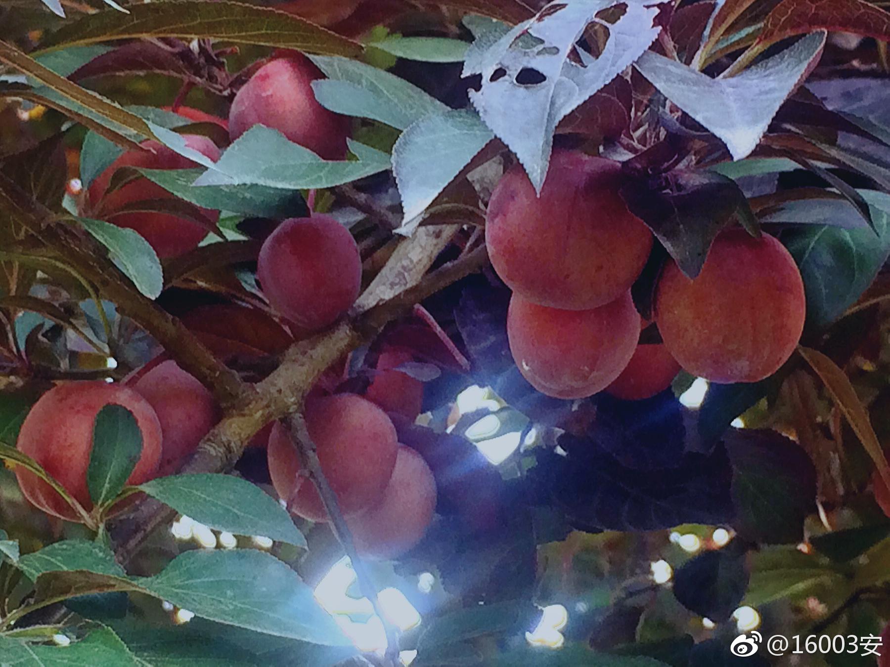 树在道边而多子此必苦李古人诚不我欺