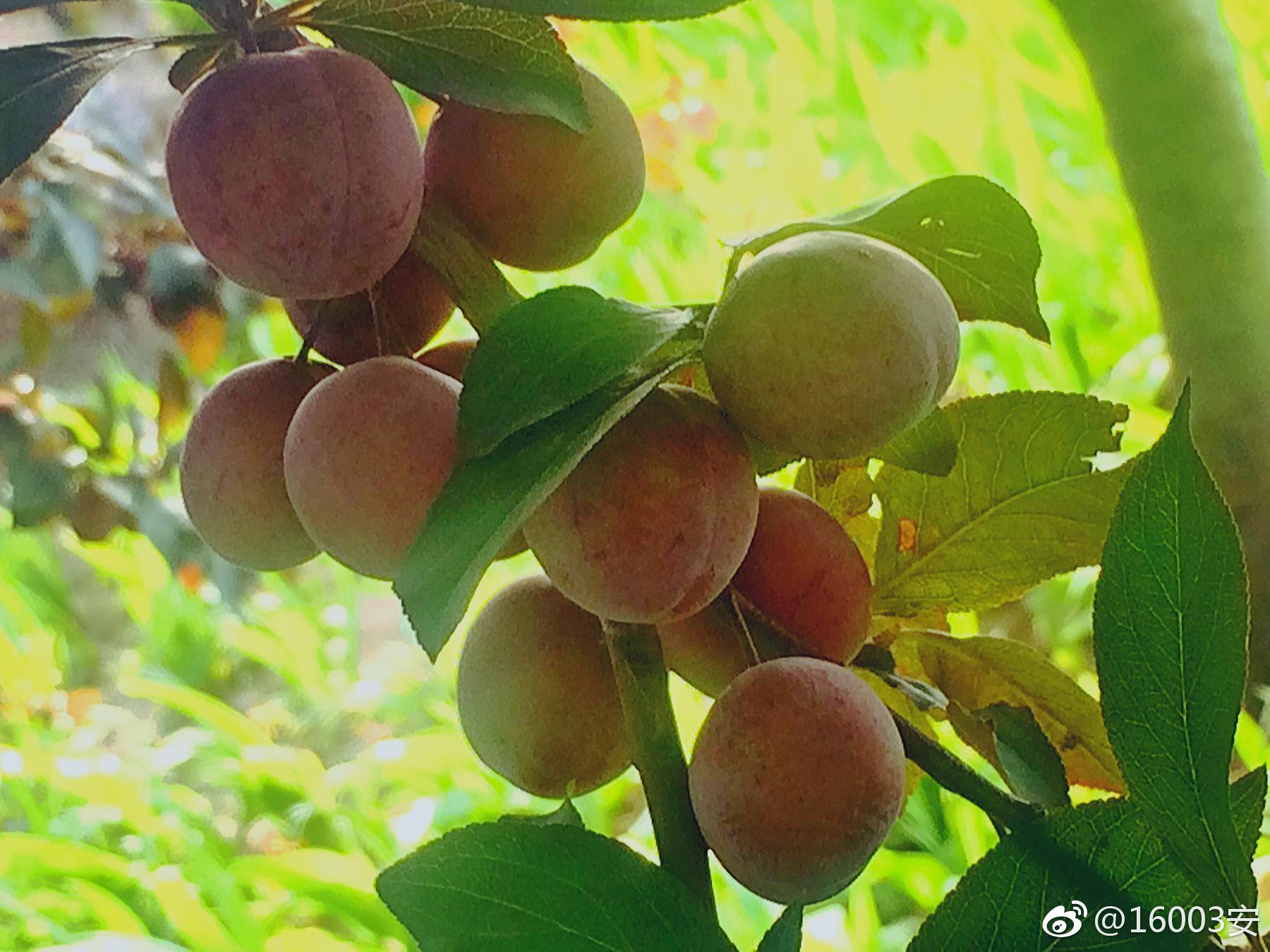 树在道边而多子此必苦李古人诚不我欺