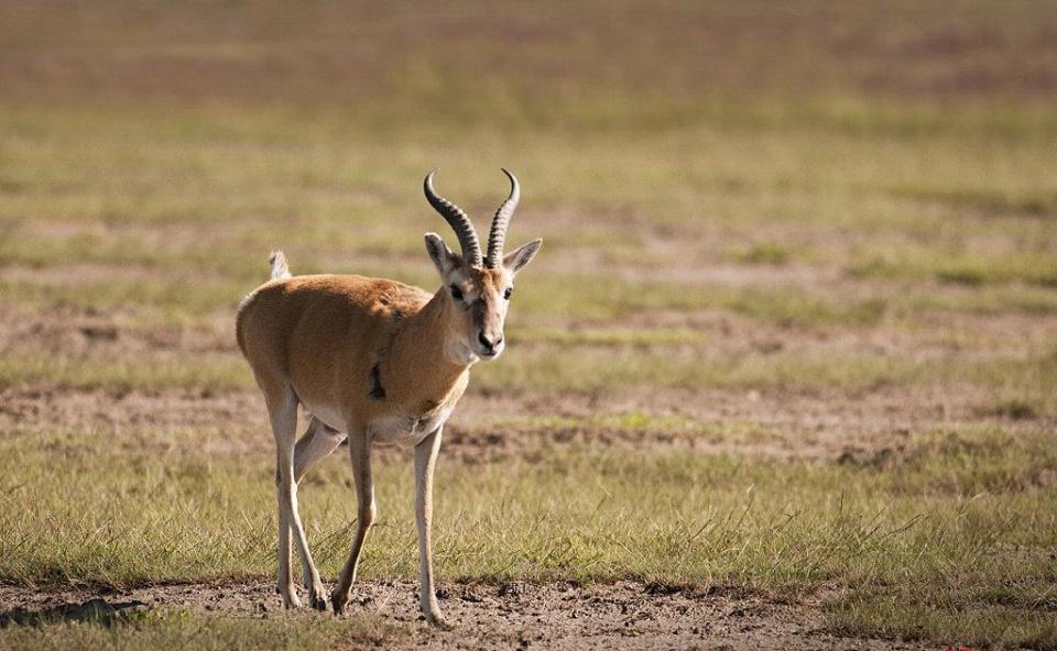 这些没见过的罕见动物, 最后一种是世界珍稀动物!