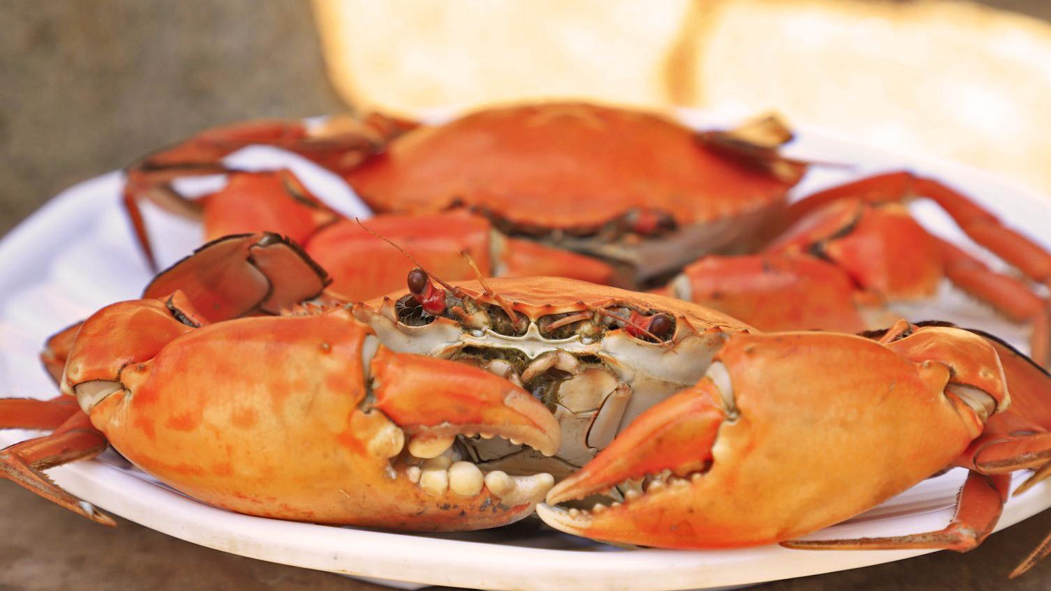 想吃螃蟹这些你得懂!渔民教你辨别膏蟹和肉蟹,以后再也不怕被骗