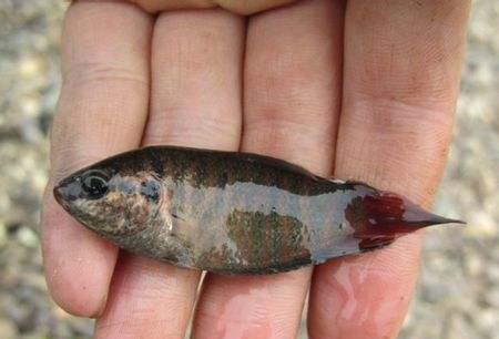 农村的"金鱼",色彩斑斓,90后小时候拿玻璃瓶装着它