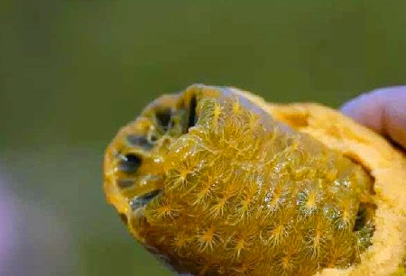 这种果子,名字特别有趣,更是8090后小时候满山摘回忆!