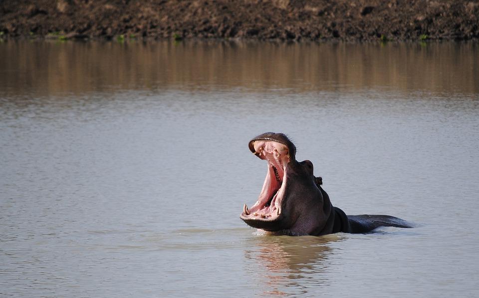 生活在非洲的"汗血宝马", 身体粗壮, 体重1吨多|大宛|河马|汗血宝马