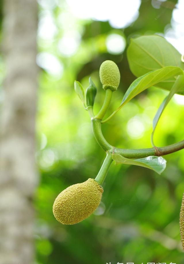 菠萝蜜到底是什么水果果凝多百科