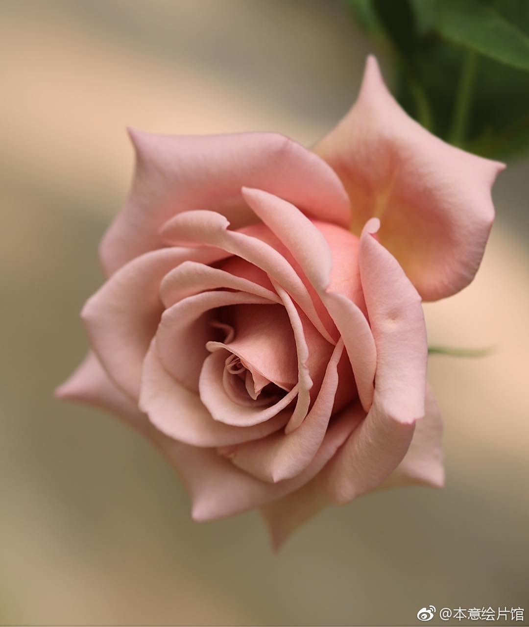 绘画素材第210辑——花的姿态94. |  ins: yui9942