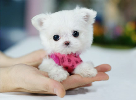 这么小的狗狗走在街上,真担心被踩死,网友直呼:小心脚下