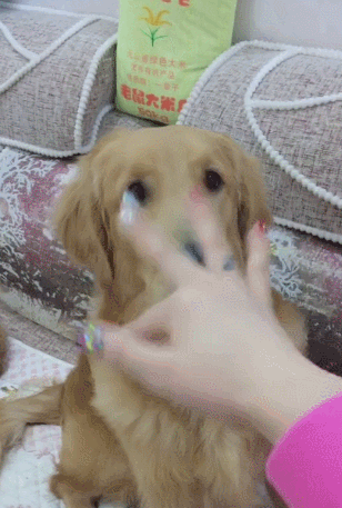 女主对金毛竖中指,金毛发现被鄙视,张开大嘴警告!