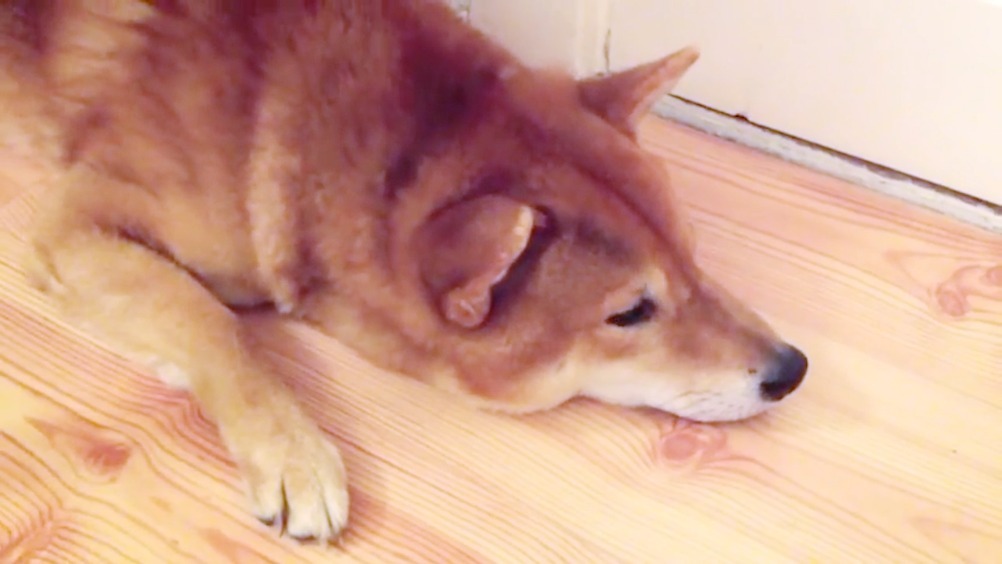 柴犬:唉~狗生艰难啊~我差不多就是个废柴了~萌宠