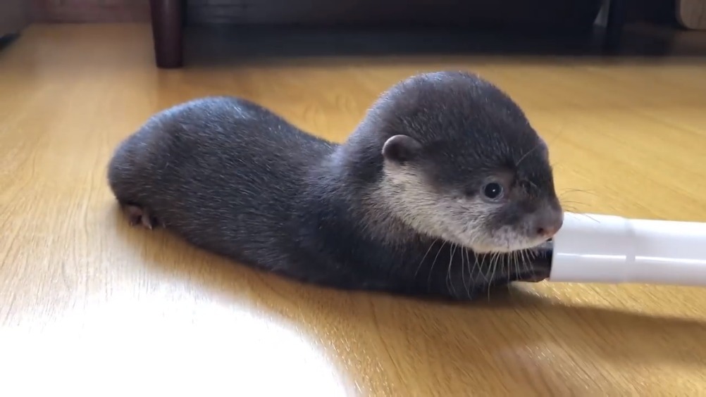 日本网友家养的小水獭bingo,主人打扫的时候全程捣乱,脑袋圆圆的超