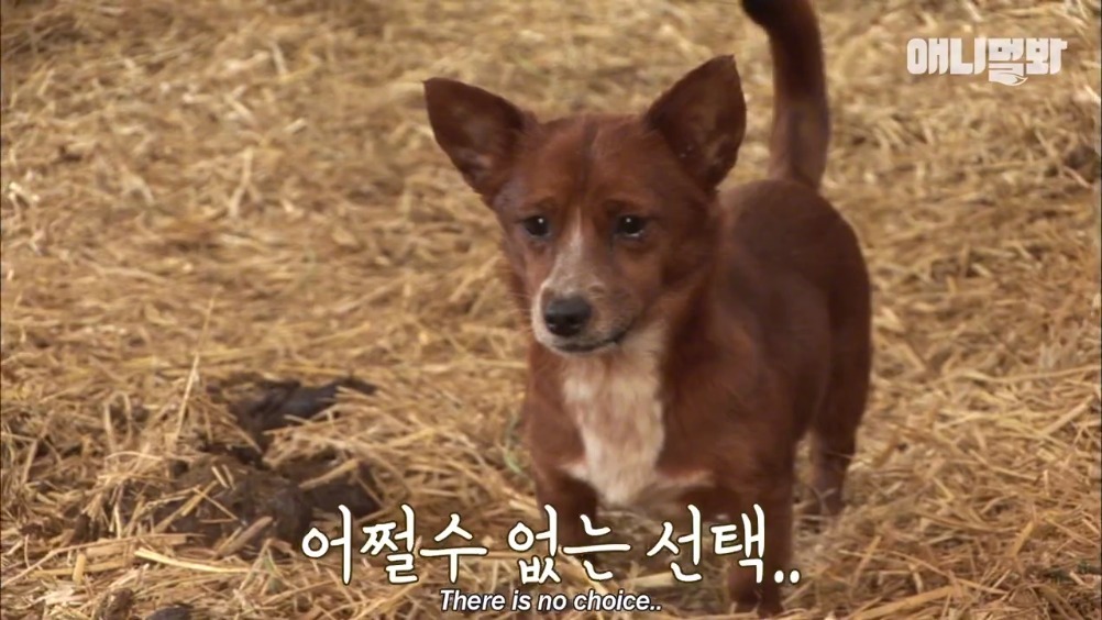 要被这视频哭死.《TV动物农场》狗狗Rookie和