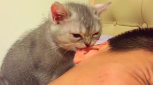 把拔赖床,猫宝宝咬耳朵求醒来,吸血喵 ,叶问喵 ,最后使出大绝招