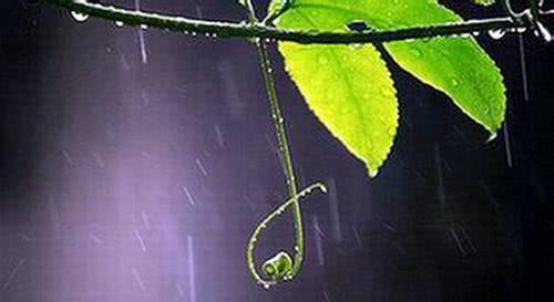 描写绵绵细雨的优美句子合集 收藏备用