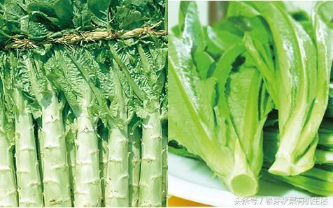 油麦菜和莴笋叶是一种菜吗?口感差不多,营养却差很多