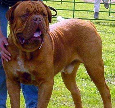 盘点不适合家养的8种狗, 养狗别任性!