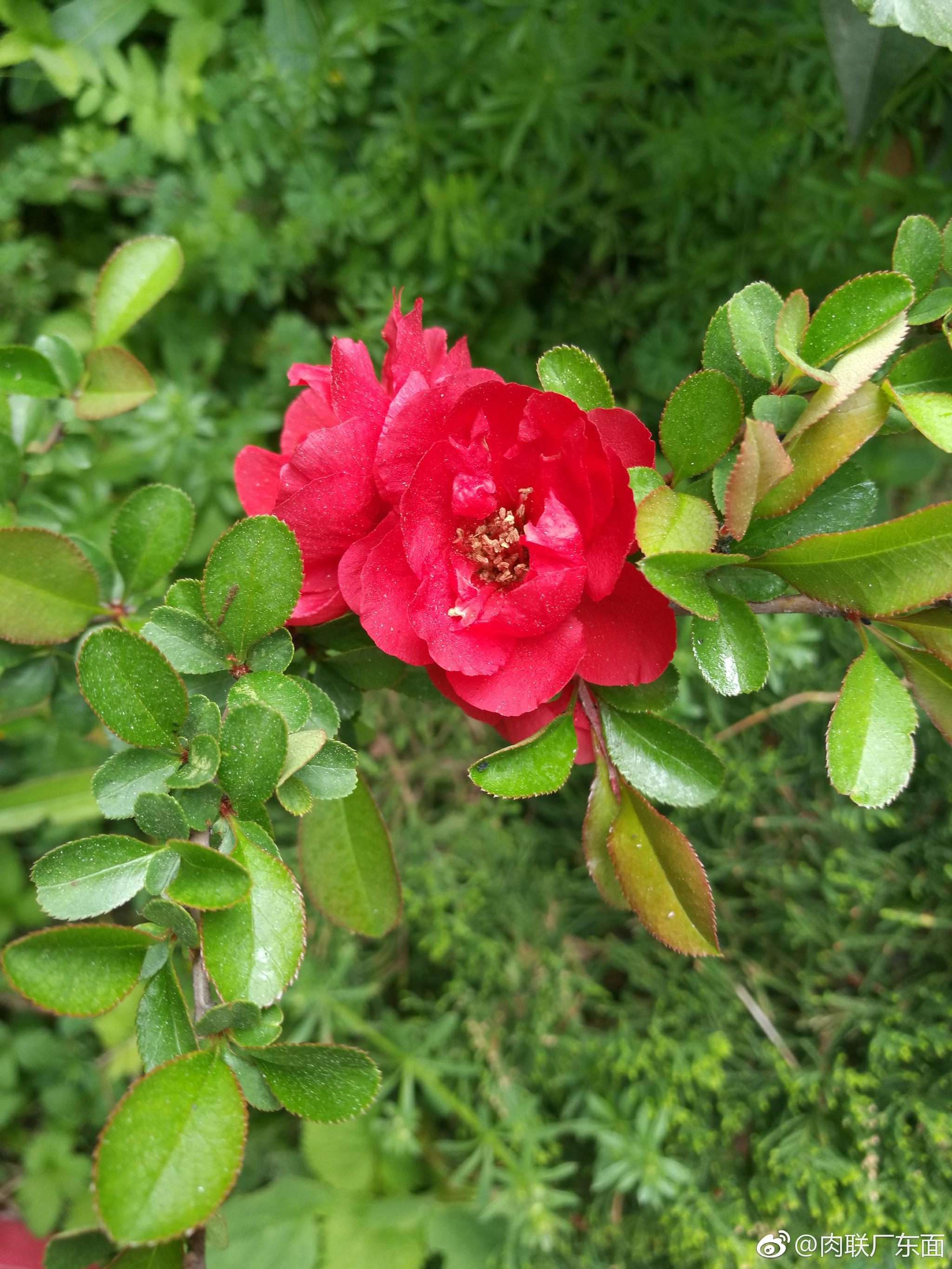 今年,院子里,这棵海棠,花好红
