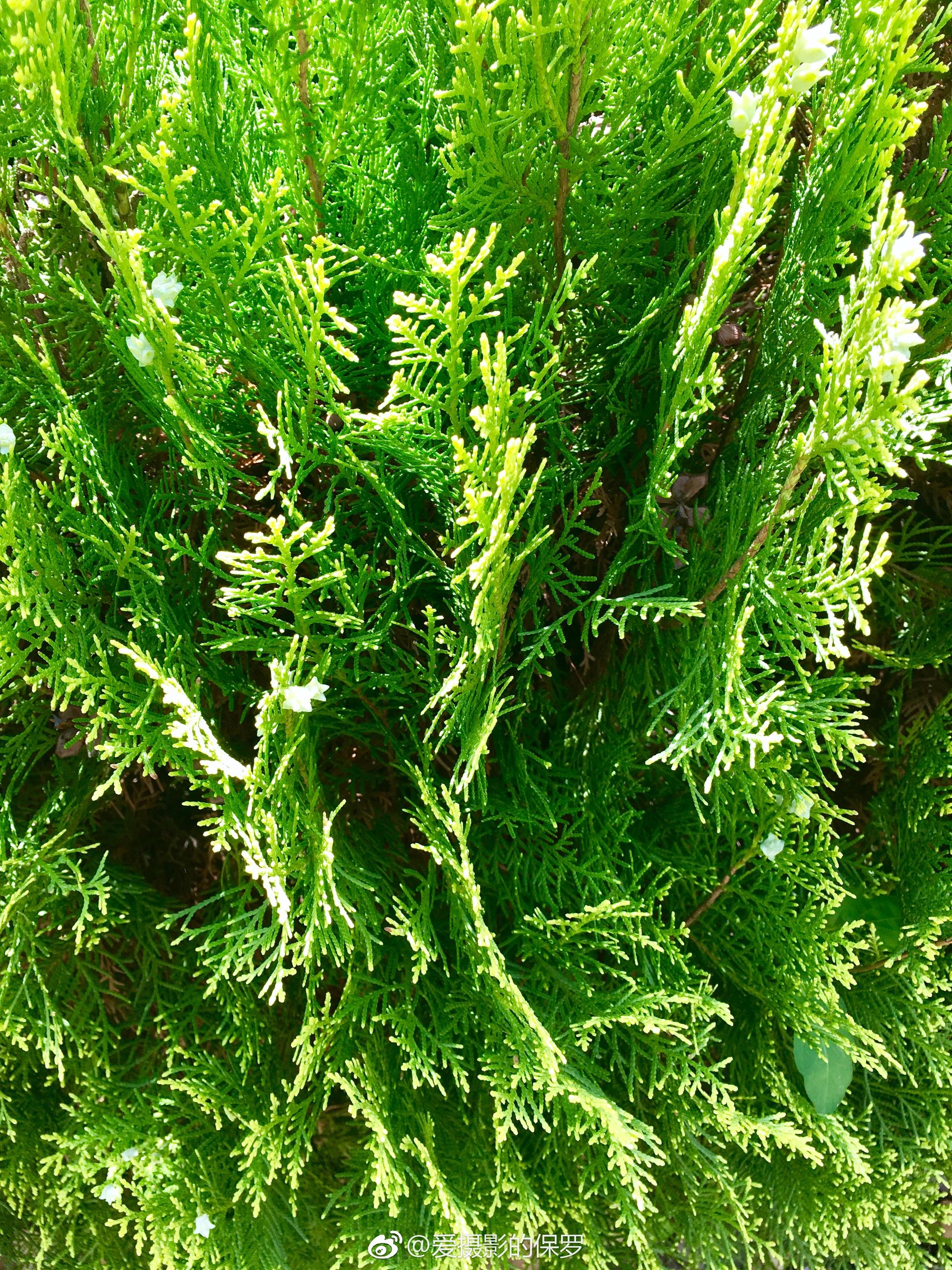 植物摄影·侧柏