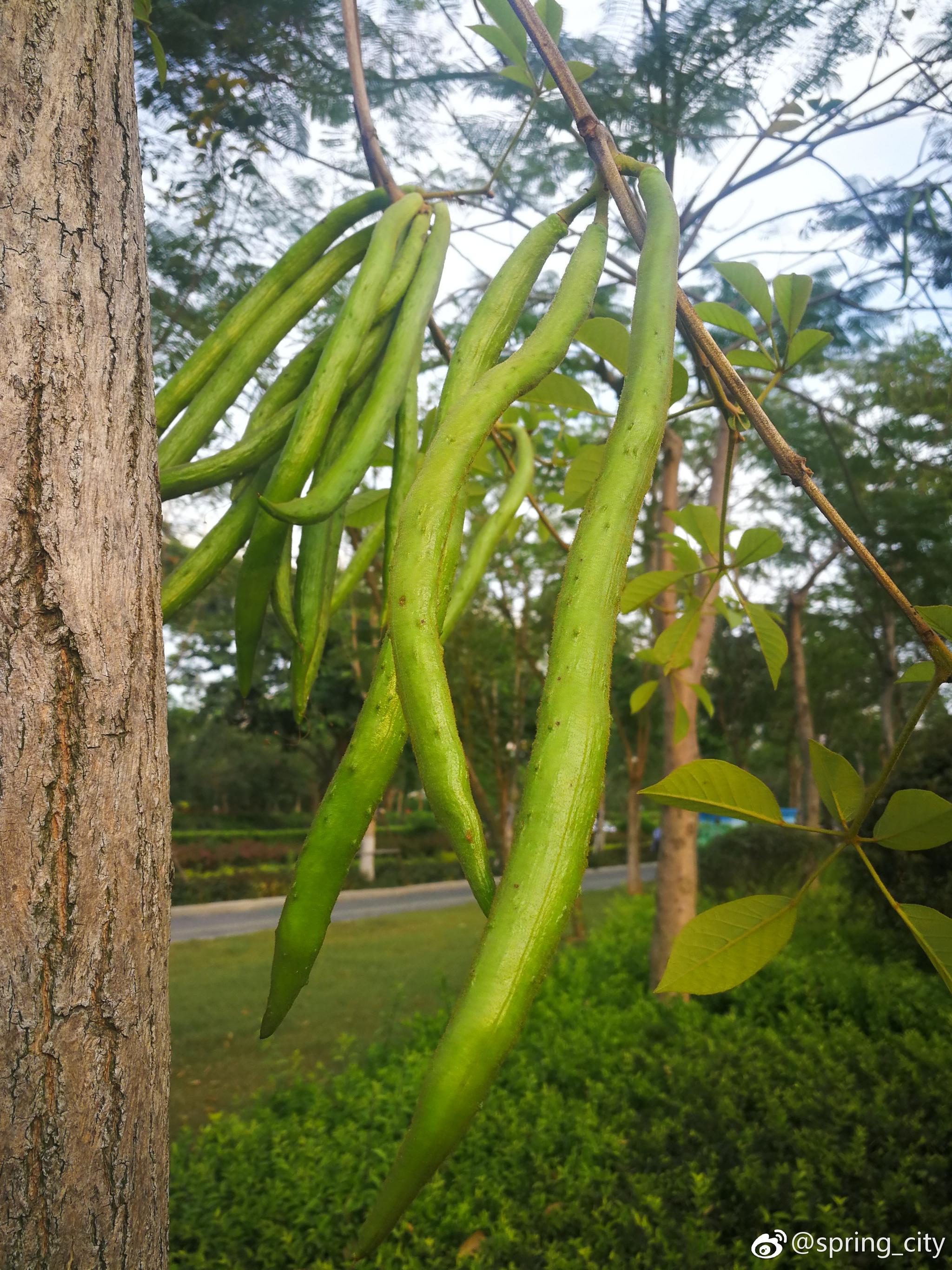 望春风,看硕果|风铃木|望春风|黄花_新浪新闻