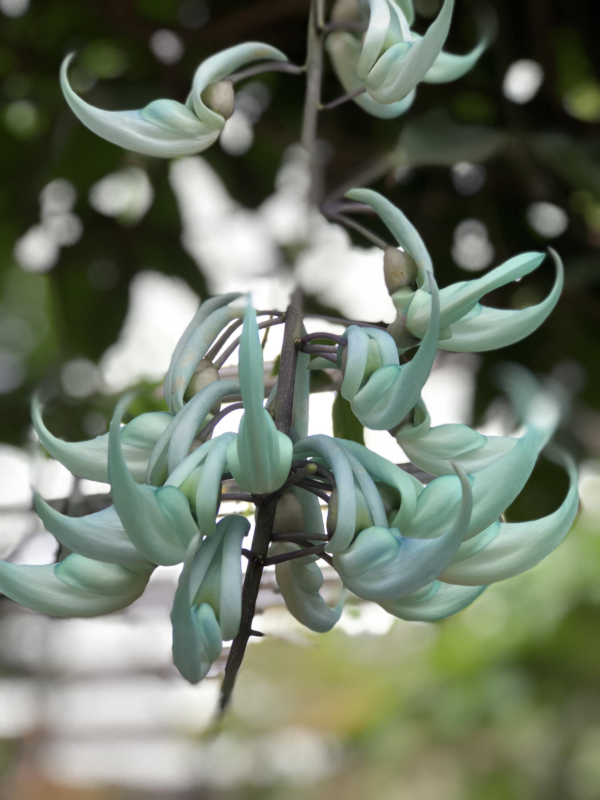 这种植物名叫"翡翠葛",原产菲律宾的热带雨林中