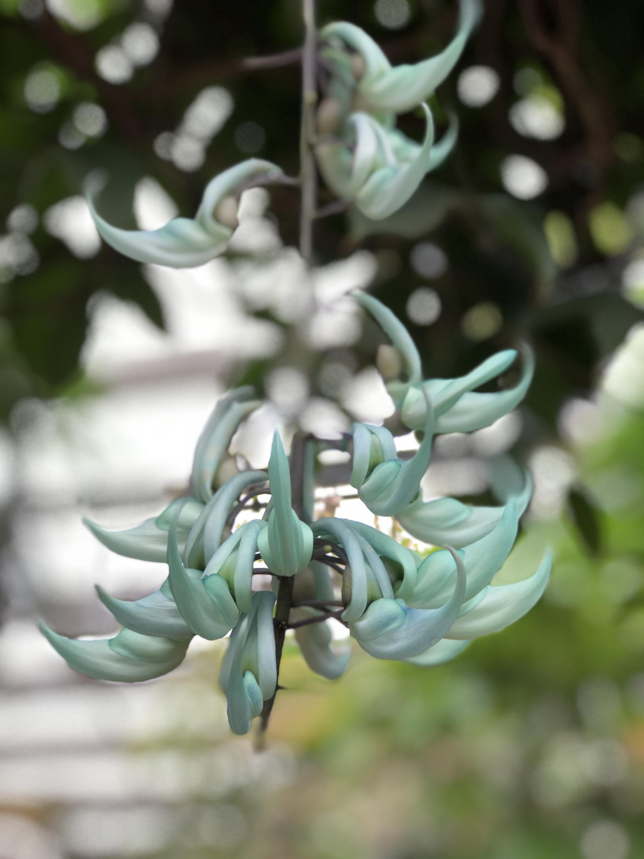 这种植物名叫"翡翠葛",原产菲律宾的热带雨林中