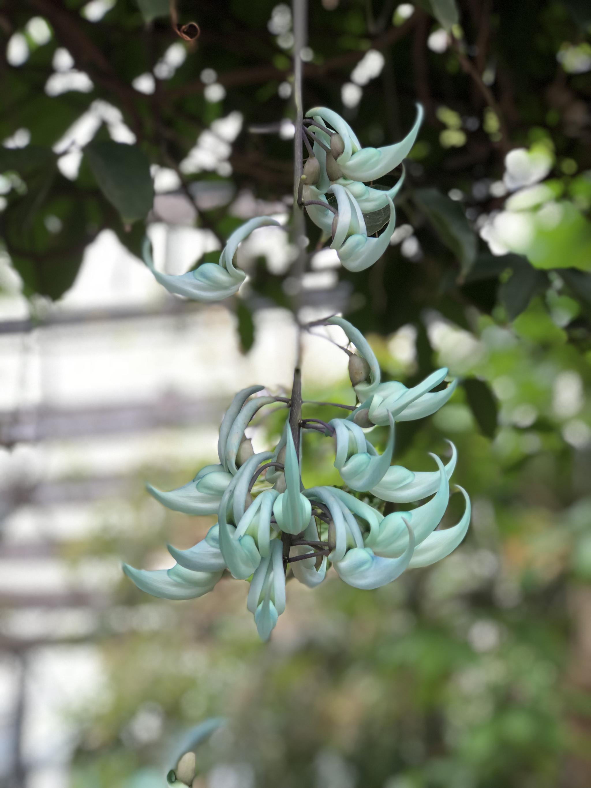 这种植物名叫"翡翠葛",原产菲律宾的热带雨林中