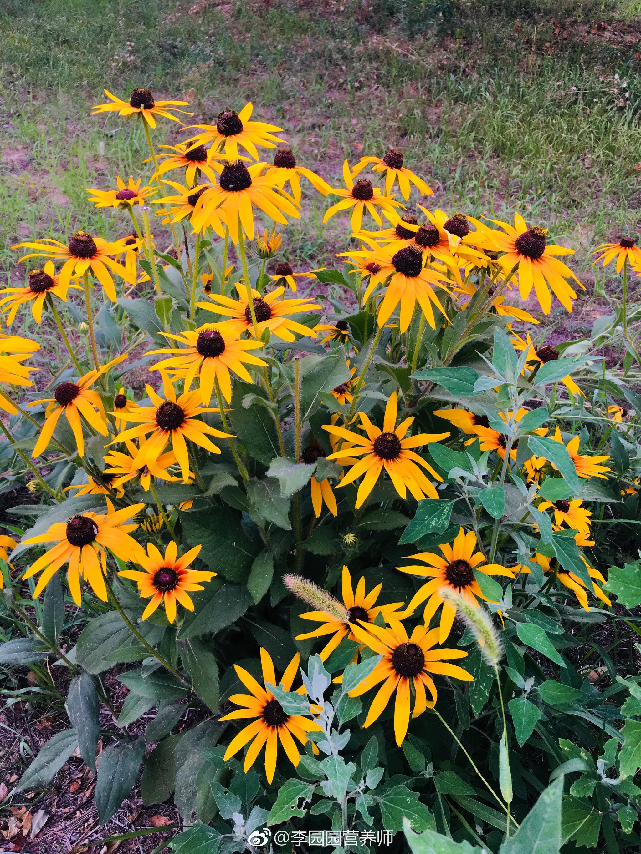 傍晚赏赏花儿61金光菊