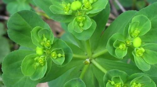 泽漆是大戟科大戟属的草本植物.有化痰散结,解毒消肿的作用.