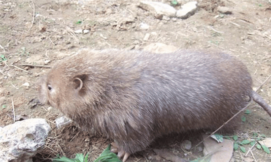 人们喜欢的九大农村野味
