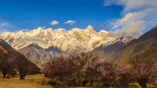 "为什么一定要来林芝看桃花?"之前有小伙伴问.