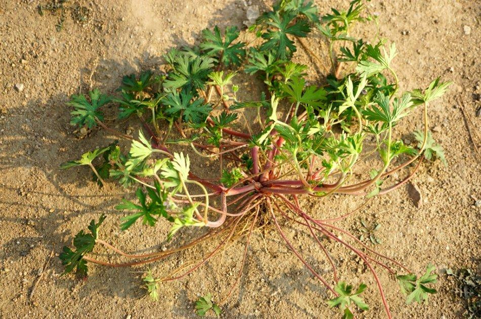 可以用于风湿疼痛,拘挛麻木,痈疽,跌打,肠炎,痢疾,风火虫牙,痘疹疥癞