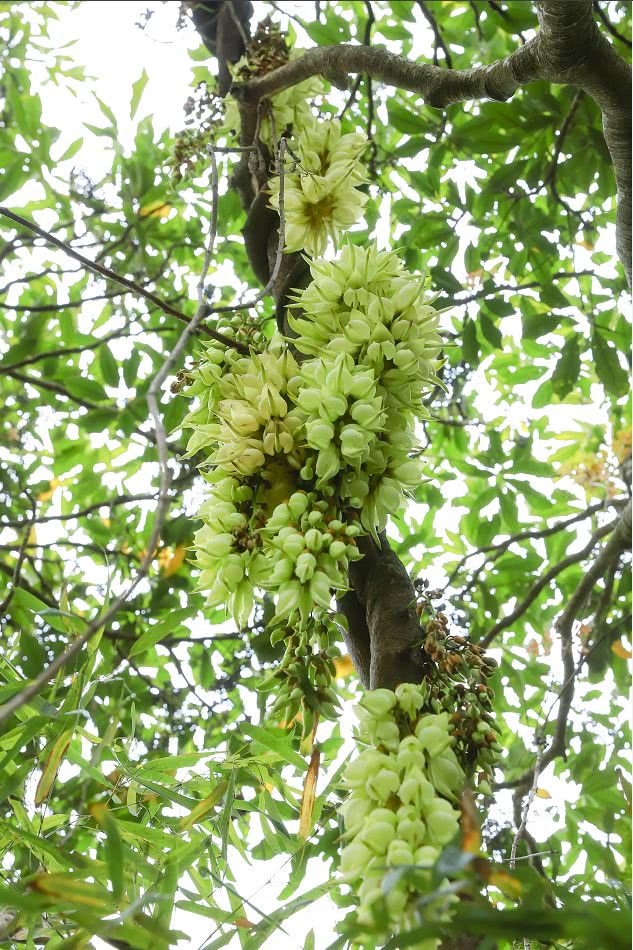 桃花,木棉花,黄花风铃木,杜鹃花,红榉木…… 百花盛开惹人喜爱 独独禾