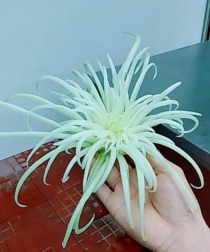 小伙用白菜做雕刻,最后一片白菜拔下来时,菊花怒放,太惊艳了