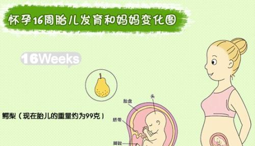 怀胎十月这样记录胎宝宝每月的成长过程神奇且美丽