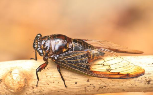 "知了猴"见得多,但它的3大营养价值,知道的人少之又少|知了猴|身体