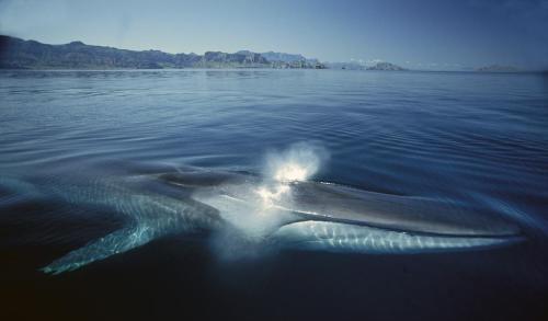 地球上第二大的鲸鱼, 游泳时速高达40km, 有深海格雷伊猎犬的美誉