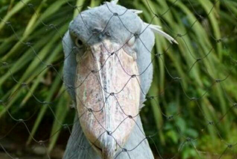 大鸟长相怪异爆红网络,大嘴吓坏小朋友,性格却十分呆萌!