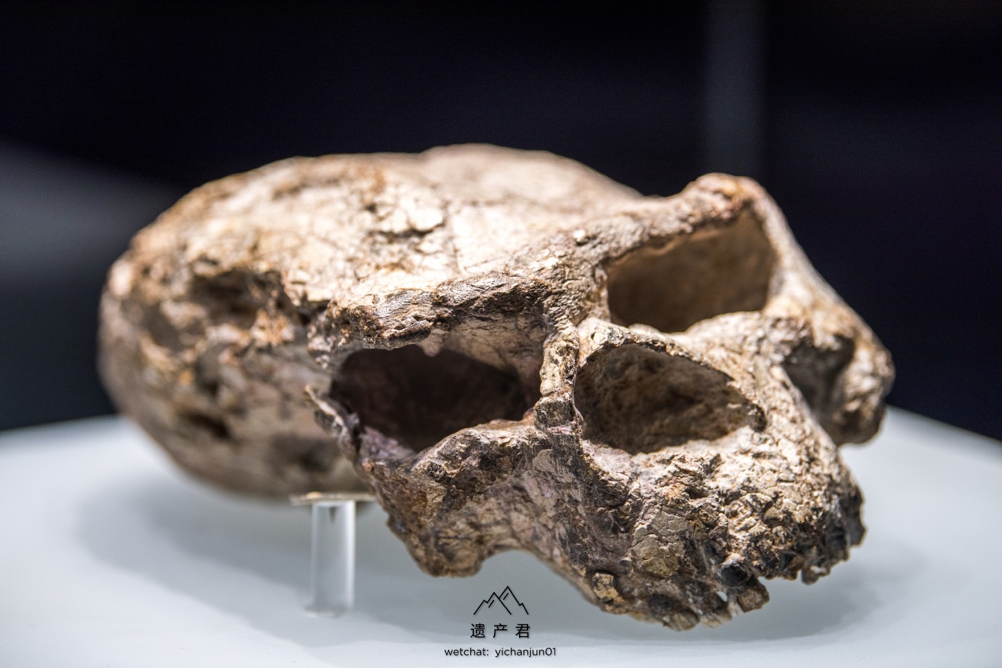 湖北省博物馆藏· 郧县Ⅰ号头骨化石