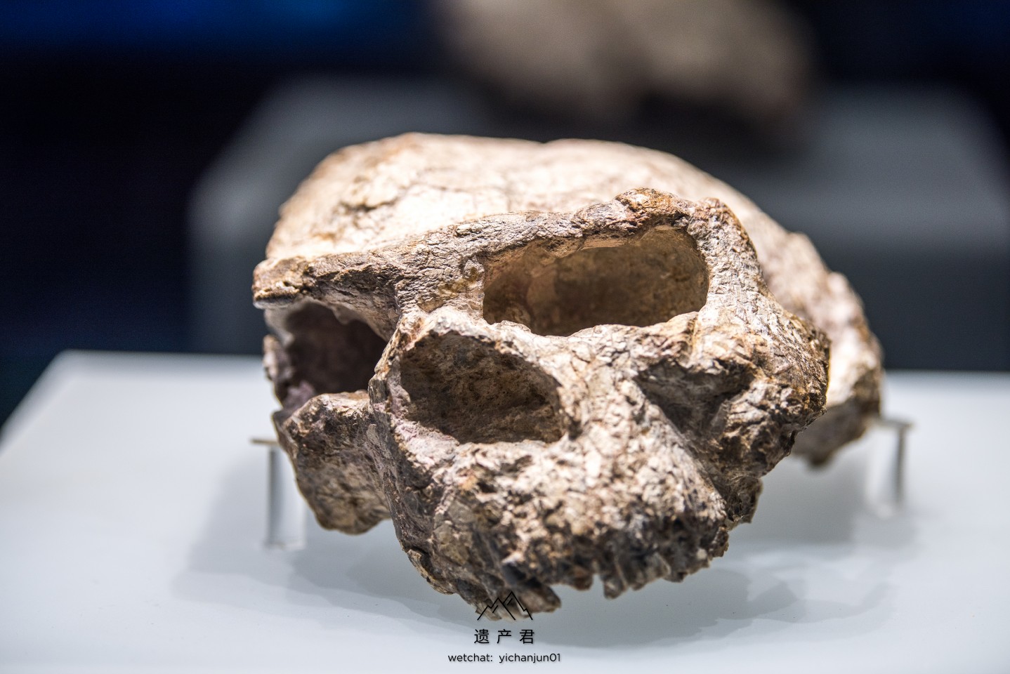 湖北省博物馆藏郧县Ⅰ号头骨化石