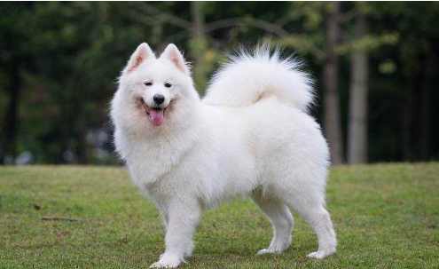 白色的小狗有哪些品种?8种常见的雪白狗狗你最想养哪只?