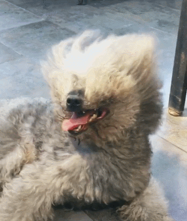 网友用吹风机给狗吹毛它的头发全都竖起来了这是超级赛亚人